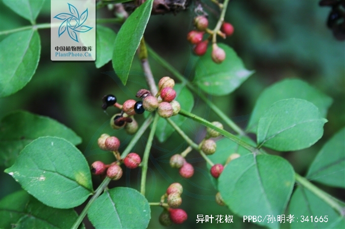  p>异叶花椒,学名:zanthoxylum ovalifolium wight.