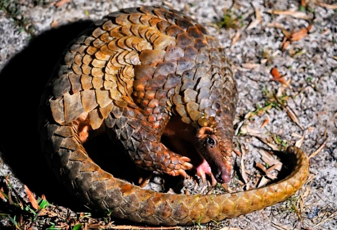 href="/item/穿山甲属">穿山甲属 /a>4种,分布于亚洲;长尾穿山甲属2种