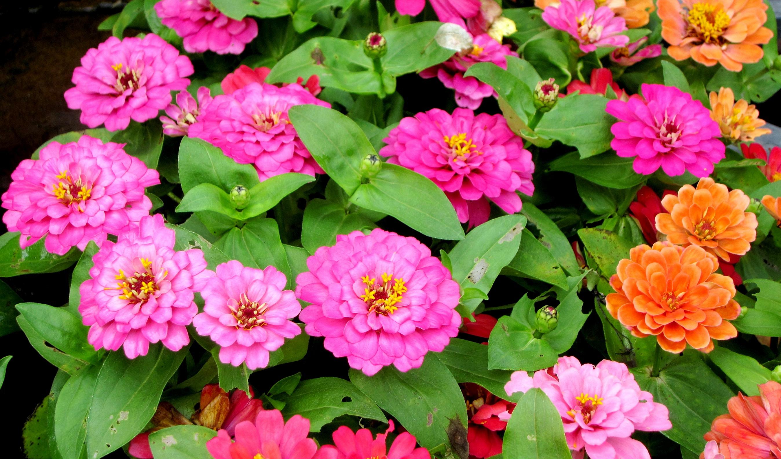 zinnia elegans jacq.