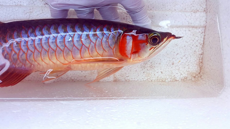 印尼野生赤血红龙鱼