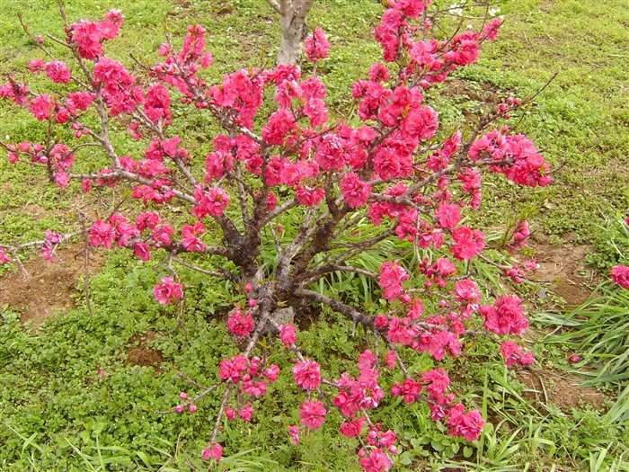  p>寿星桃(学名: i>a /i> i>mygdalus persica /i> l. var.