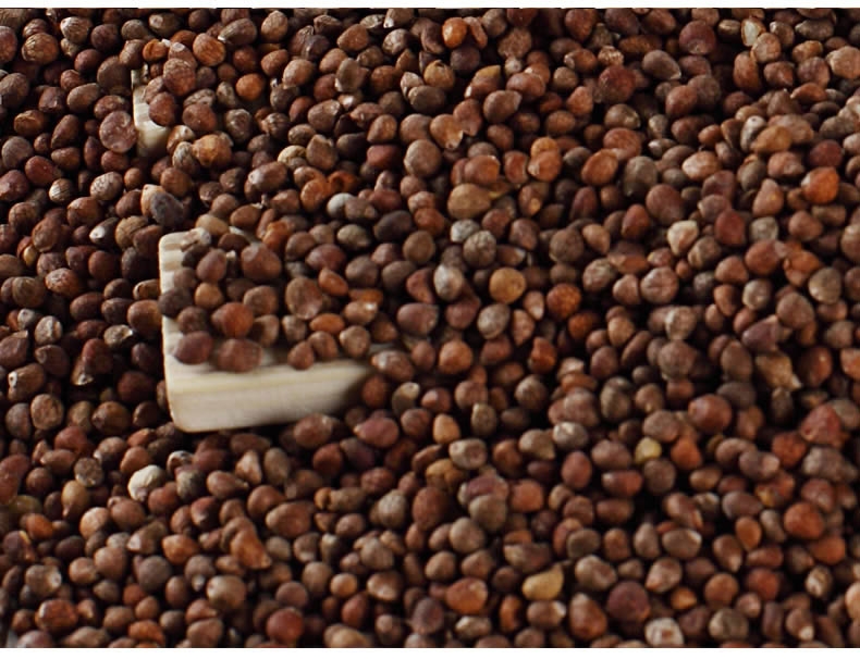 data-lemmaid="2381957">唇形科 /a>植物——紫苏的种子