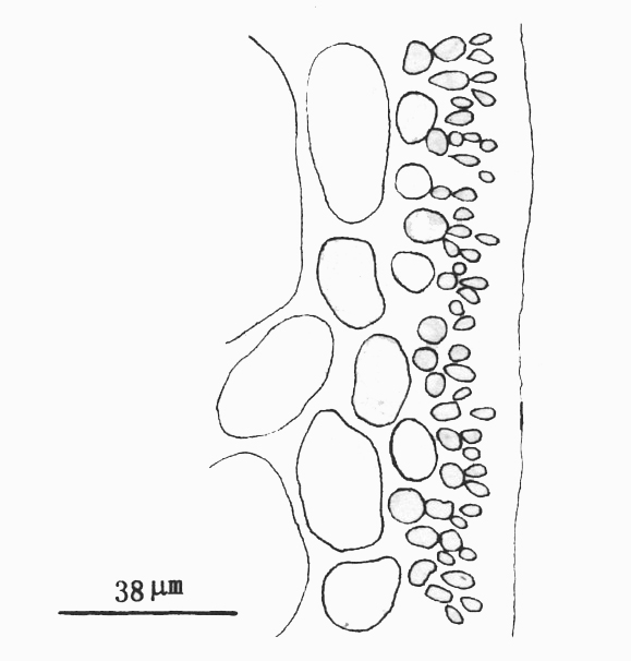  p>网状隐蜘藻的藻体直立,中空,1~3.