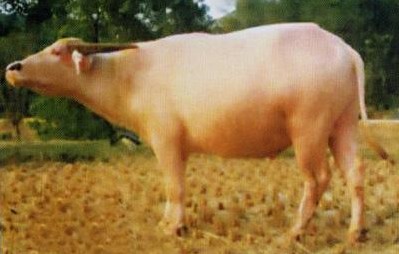  p>白水牛是 a target="_blank" href="/item/贵州/37015" data-lemma