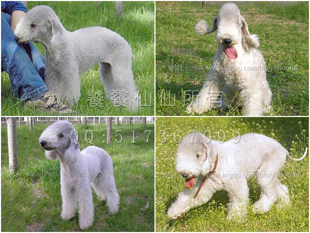 贝灵顿犬