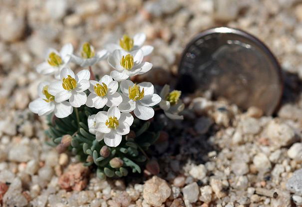 white pygmy poppy