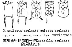 轮虫,水蚤等动物和外形可随环境条件的变化而表现出明显的改变,特别是