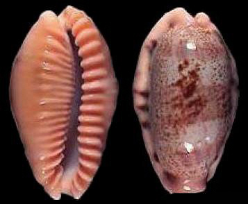  p>中清齿宝螺是一种 a target="_blank" href="/item/宝螺科/8675"