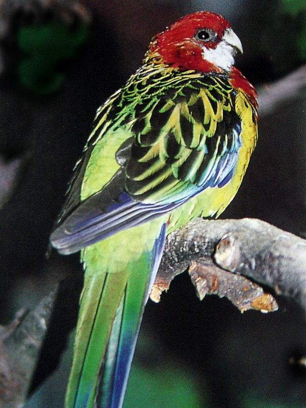 鹦鹉时经常选择的种类,身上的羽色十分鲜艳,母鸟头部与胸前的红羽比公