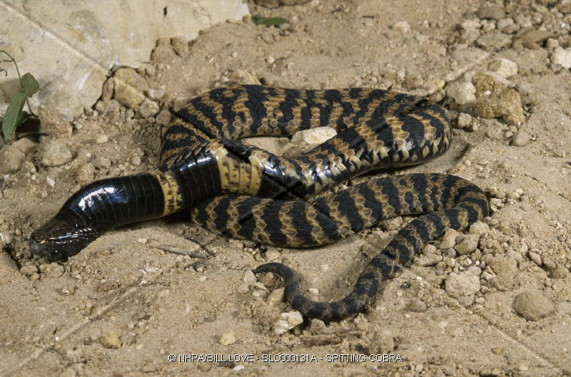  p>唾蛇(学名:hemachatus haemachatus)是蛇亚目眼镜蛇科下一个有毒的