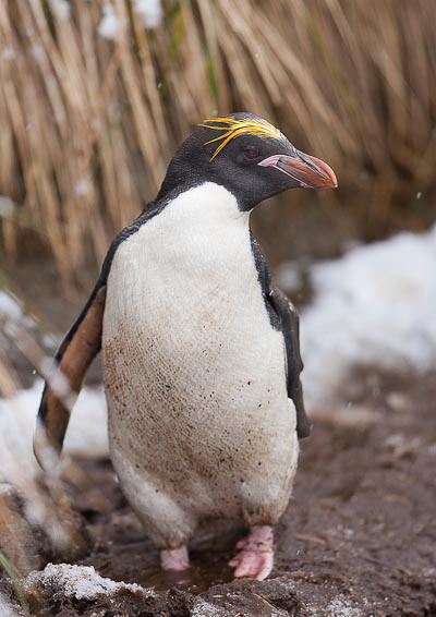  p>马可罗尼企鹅(学名: i>eudyptes chrysolophus /i>):是鸟纲,企鹅科