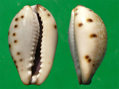  p>日本小眼宝螺是 a target="_blank" href="/item/中腹足目/8079480