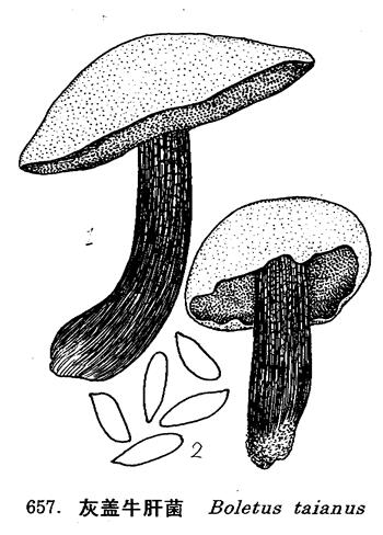 菌盖直径5-7cm,半球形至近扁平,光滑,不粘,橙褐色至酱红色,淡青灰色