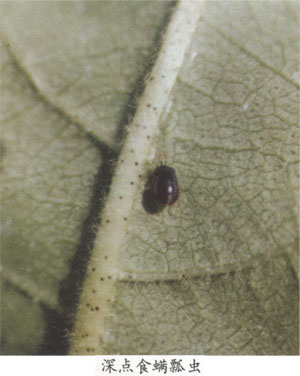 深点食螨瓢虫