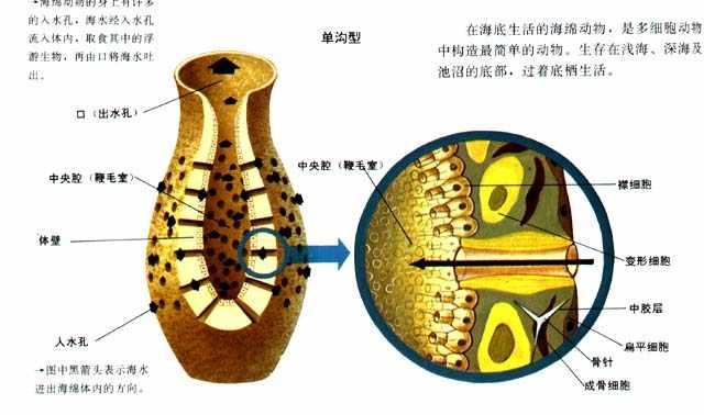  p>海绵动物是对一类多孔滤食性生物体的统称,起源于5.