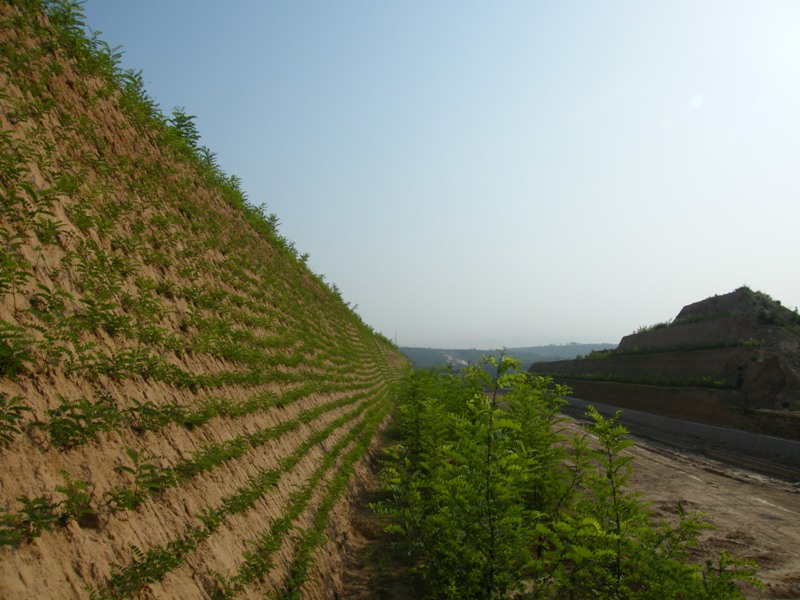 河南紫穗槐培育中心