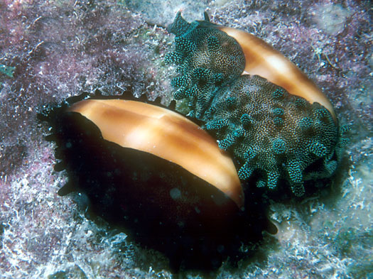  p>酒桶宝螺(学名:talparia talpa talpa)又名是 a href="#" data