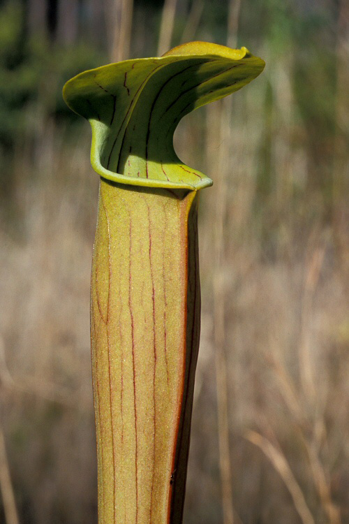 p data-id="gnauc8ap4a">翅状瓶子草(学名:sarracenia alata )单词"