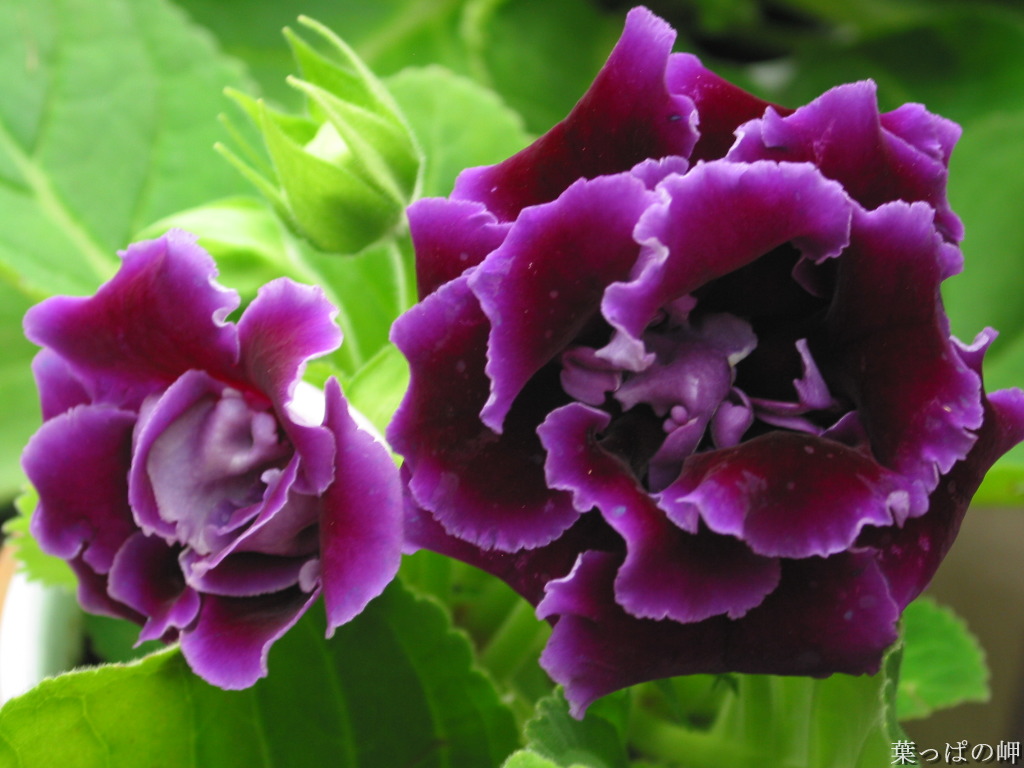 hiern)是苦苣苔科,大岩桐属多年生 a href="#">草本 /a>,块茎扁俏形