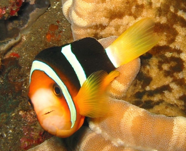  p>克氏双锯鱼(amphiprion clarkii),又名:克氏海葵鱼,棕色双锯鱼.