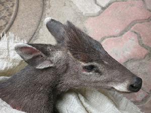  p>毛冠鹿( i>elaphodus cephalophus /i>)又叫青鹿,为一种小型鹿.