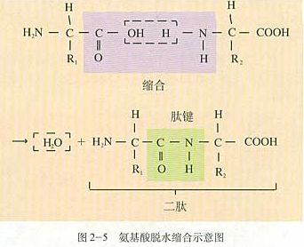 氨基酸脱水缩合