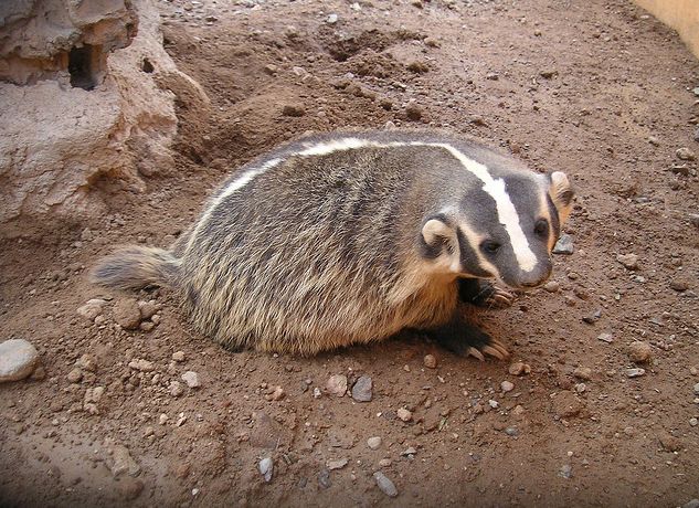  p>美洲獾(学名: i>taxidea taxus /i>):体长52-87厘米,尾长10-16厘米