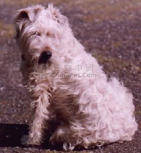 是爱尔兰最古老的梗犬.它的英文名称为:soft-coated wheatenterrier.