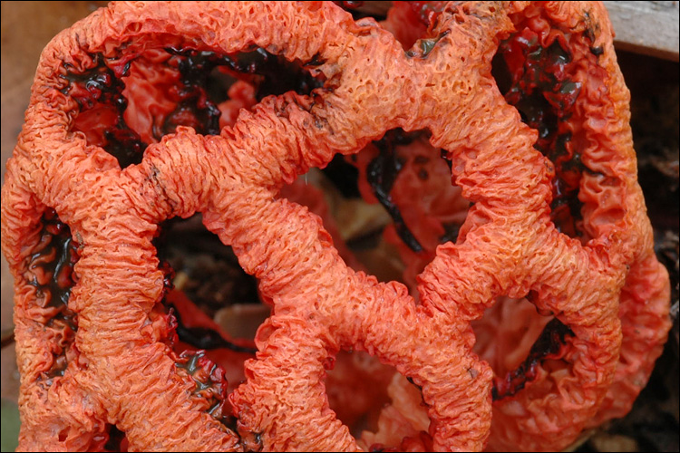  p>红笼头菌(clathrus ruber)是 a href="#" data-lemmaid="9223623">