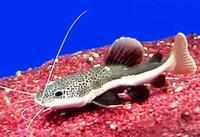  p data-id="tirqmuh3vn9f">红尾鲶是鲤形目鲶科鱼类,又名红尾鸭嘴鱼