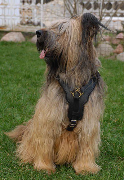 briard