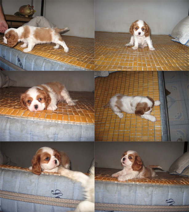 王猎犬又称骑士 a target="_blank" href="/item/查理士王小猎犬">