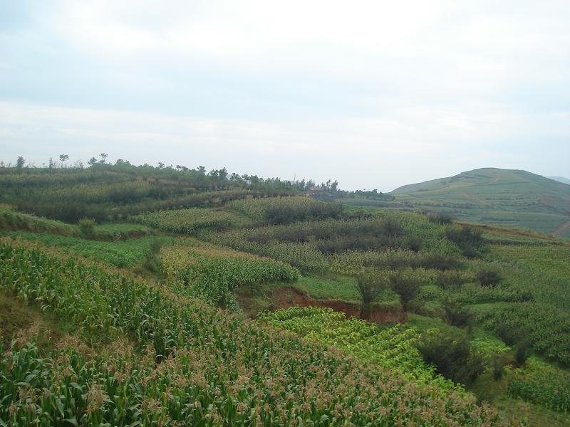  p>云南省昭通昭阳区小龙洞回族彝族乡小米村,属于山区.国土面积32.