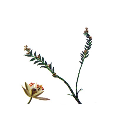  p>辽宁古果archaefructus liaoningensis sun et al.