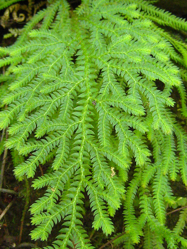 多年生草木,别名有三匹七,姜皮矮陀陀,玉蝴蝶,黄花参,胡豆七,碗豆七等