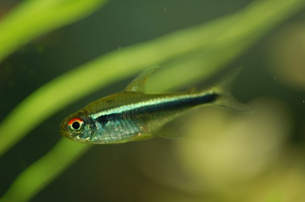  p>金线黑灯鱼,这种鱼的鱼鳍具有透明感,呈蓝白色