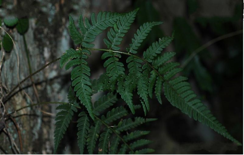  p>太平鳞毛蕨是鳞毛蕨科 a href="#" data-lemmaid="2864823">鳞毛蕨