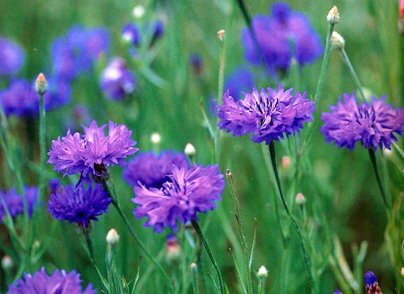 蓝花矢车菊