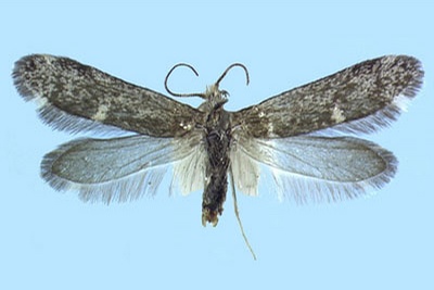  p>异蛾亚目heterobathmiina 是 a target="_blank" href="/item/鳞翅