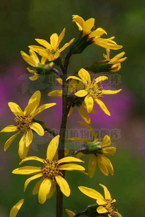 舌状花黄色,舌片椭圆形;管状花多数,冠毛白色与花冠等长.