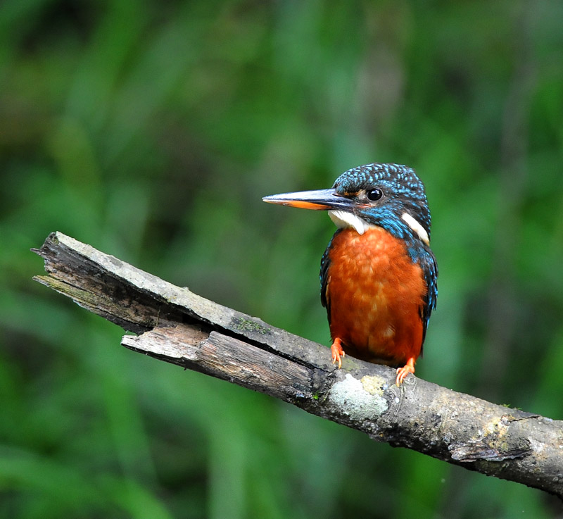  p>斑头大翠鸟(学名: i>alcedo hercules /i>)是 a href="#">佛法僧目