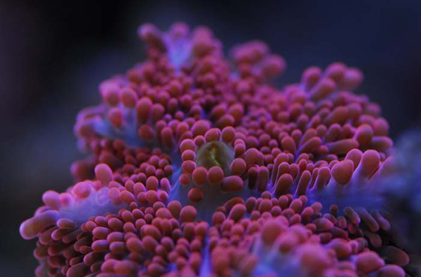  p>红鸡冠珊瑚(英文名称:dendronepythya sp )分布于 a href="#" data