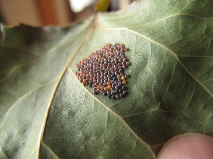 clostera anastomosis