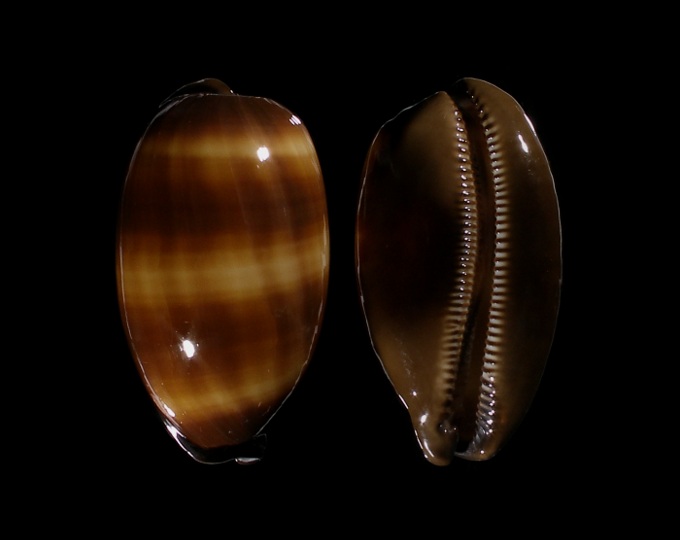  p>酒桶宝螺(学名:talparia talpa talpa)又名是 a href="#" data