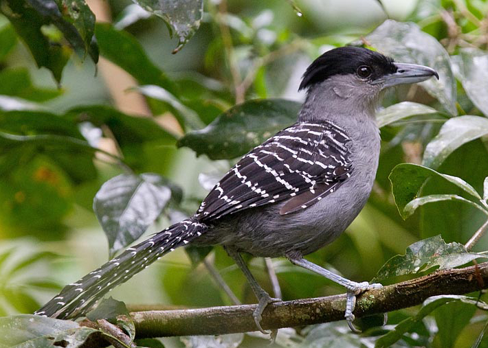 1   2009年 a href="#" data-lemmaid="278334">鸟类 /a>红色名录.