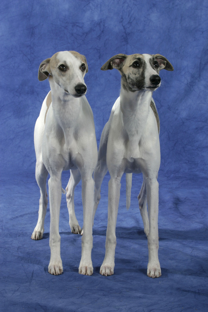 和蔼.也称小灵犬 /p>