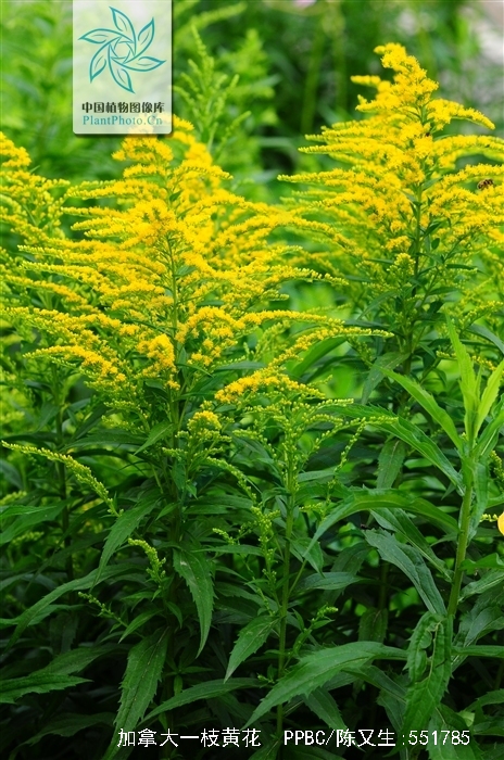 solidago canadensis l.