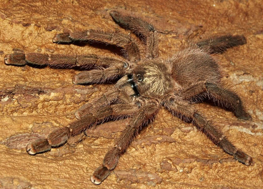 波多黎各金粉趾