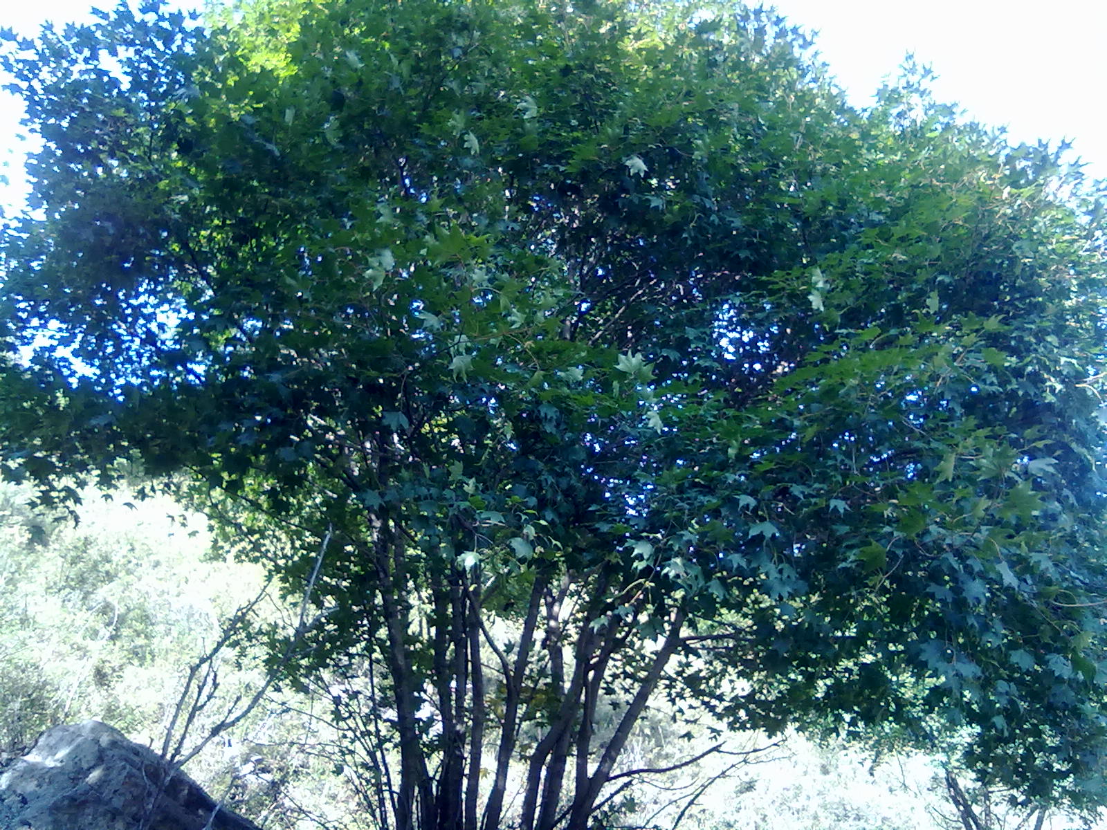  /i>),别名:凿子树, a target="_blank" href="/item/蒙子树/5991814