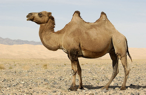 bactrian camel